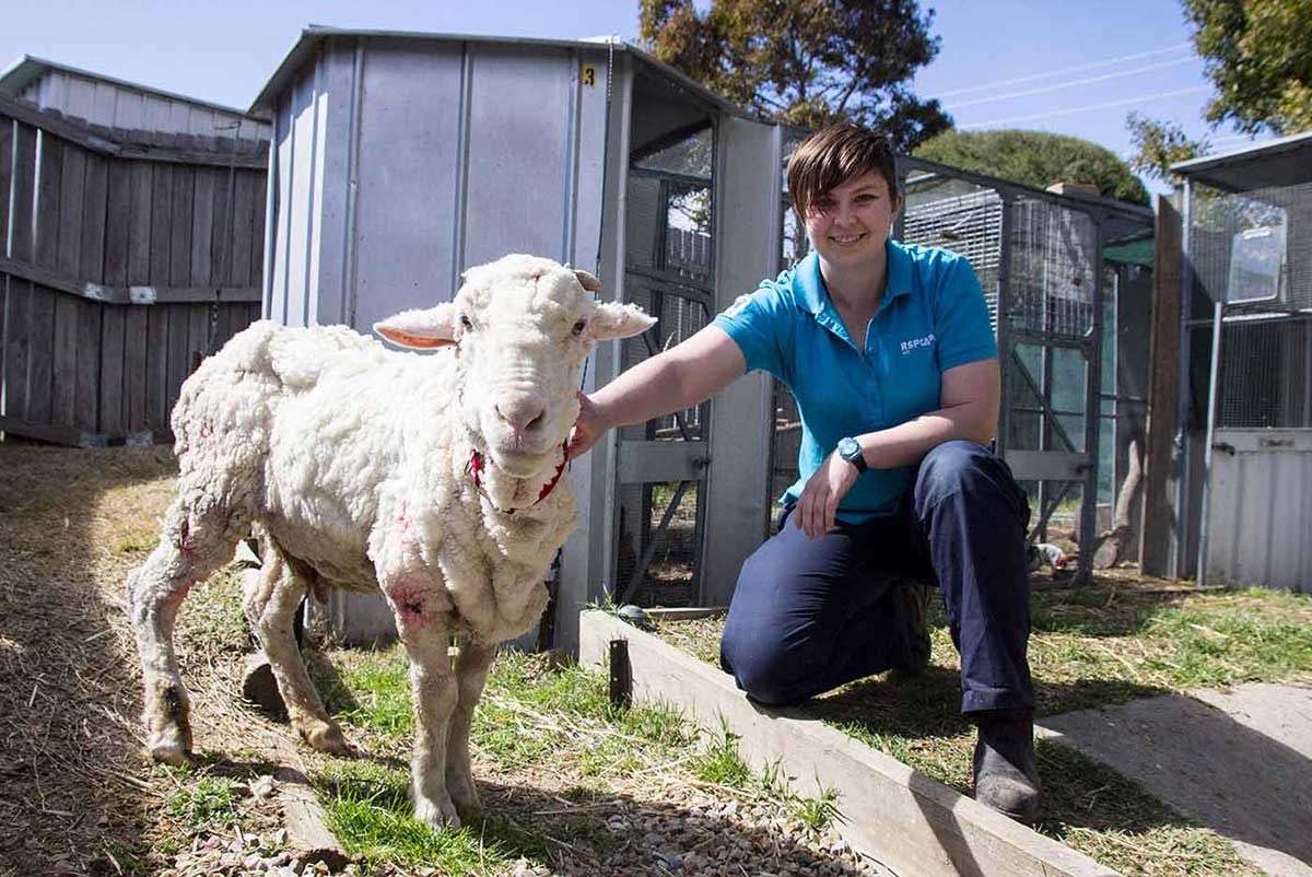 A woman, right, kneels beside a freshly-shorn sheep. - click to view larger image